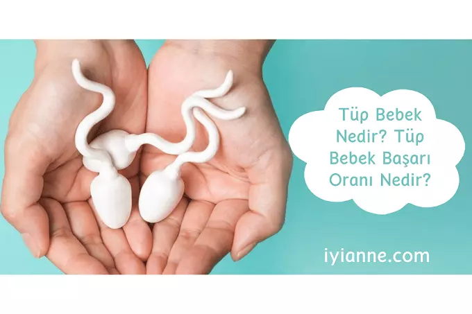 Tüp bebek Nedir Tüp bebek başarı oranı nedir